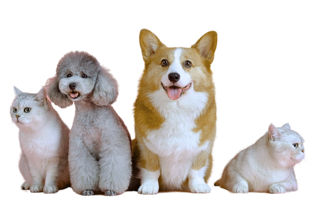 Cães e gatos